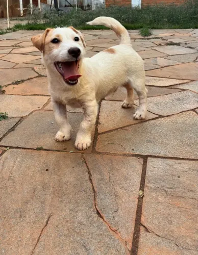 Filhote Jack Russell Terrier Pelo Broken