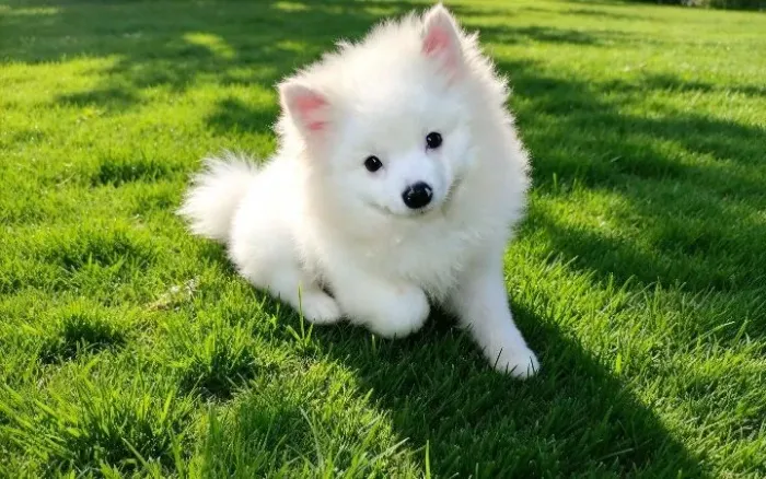 Lindo filhote macho branco ursinho de Lulu da pomerania