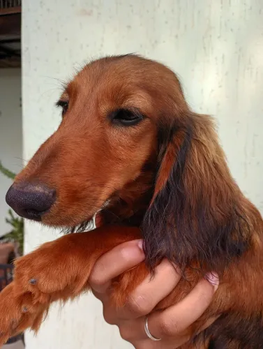 Filhotes de Dachshund pelo longo