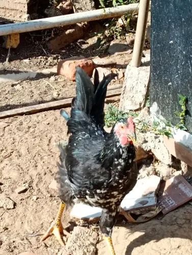 Galinha balão ?