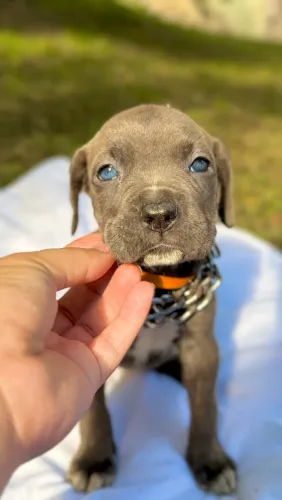 Cane corso fêmea