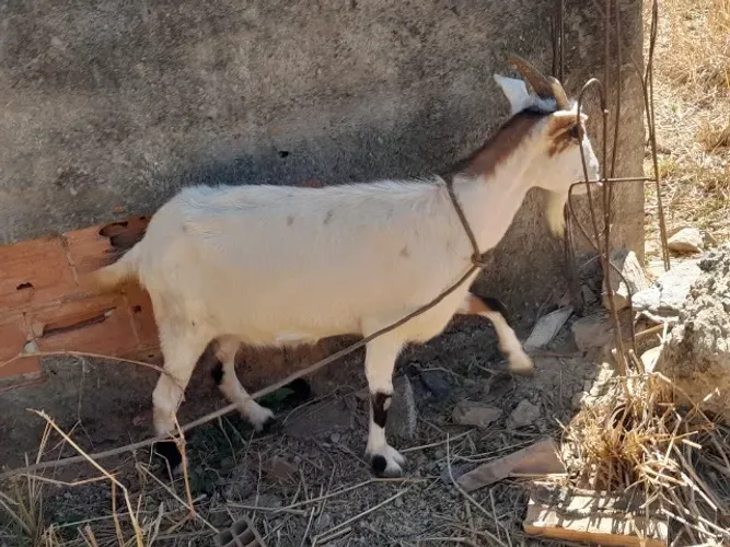 Cabra top segunda cria da 2 filhotes