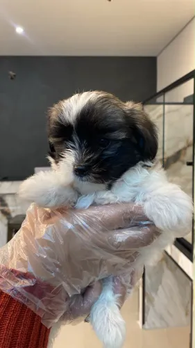 Lhasa Apso disponíveis ?
