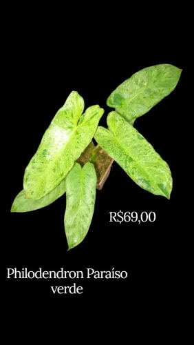 Philodendron paraíso verde