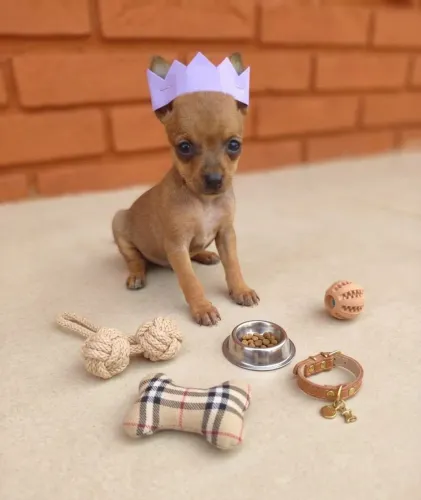 Seu mundo vai ser mais feliz com um pinscher do lado 