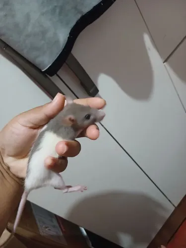 Rato twiste fêmea 