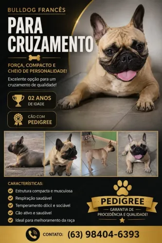 Bulldog francês para cruzamento 