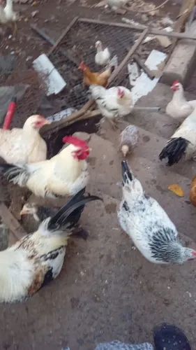 Galos, galinhas, frangos e galinhasinhas a combinar preços