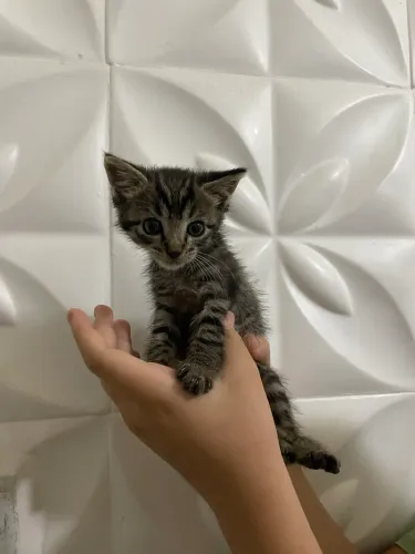 Adoção de gatos rajadinhos 