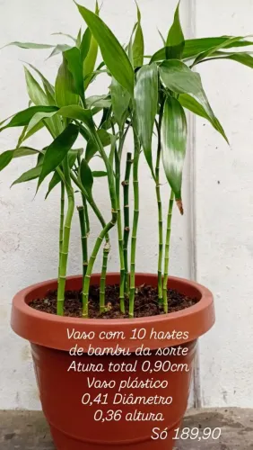 Bamboo da sorte mudas em vasos 