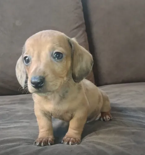 Dachshund miniatura 