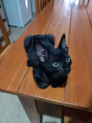 Gatinho para doar 