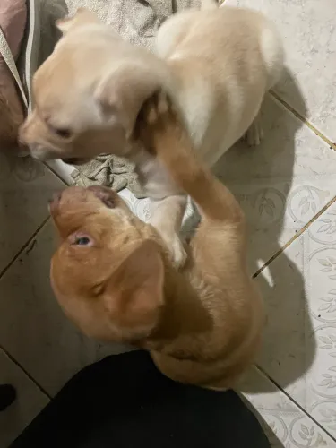 Filhote de labrador 