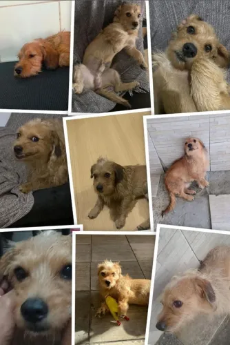 Doação cãozinho