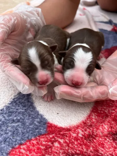 Filhotes de border collie