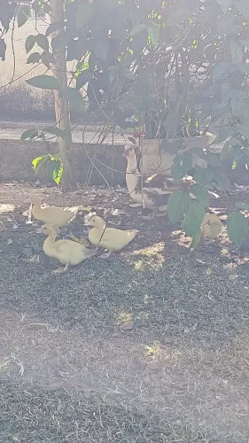 Patinhos 30 dias.