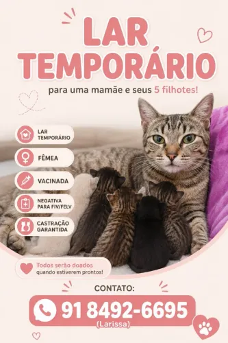Gatos - Adoção ou Lar Temporário 