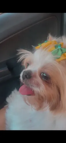 Doação de cachorra fêmea