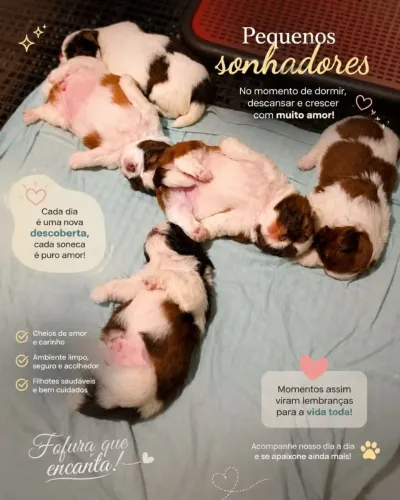 Lindo filhote de shih Tzu