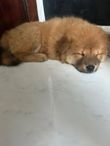 Cachorro chow-chow