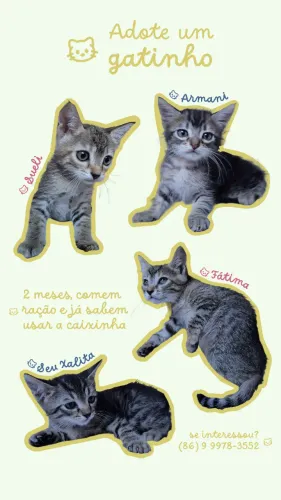 Gatos para adoção