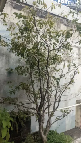Jabuticabeira de 10 anos vendo ou trco
