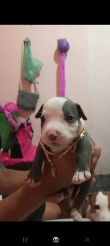 Pitmoster 