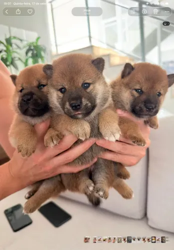 ? FILHOTES FÊMEAS SHIBA INU ? | COM PEDIGREE CBKC
