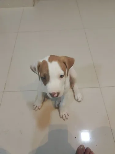 Estou doando esse cachorro