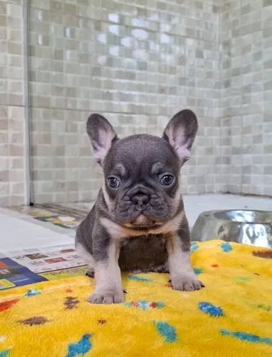 Bulldog Francês blue tan