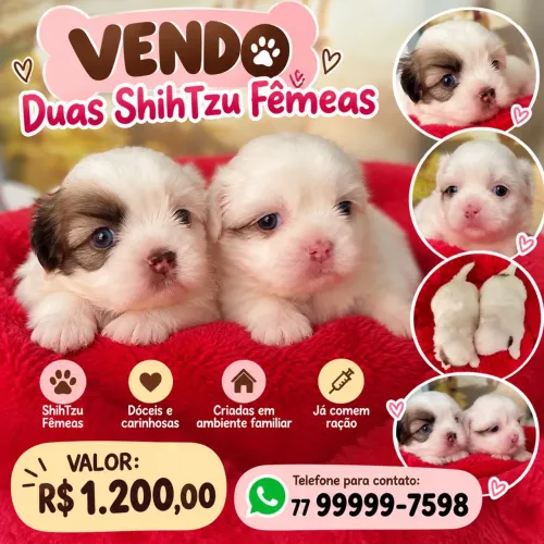 Vendo duas ShihTzu Fêmeas