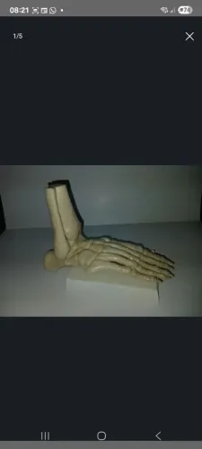 Modelo anatômico do pé 