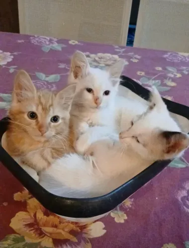 Gatinhos para adoção 