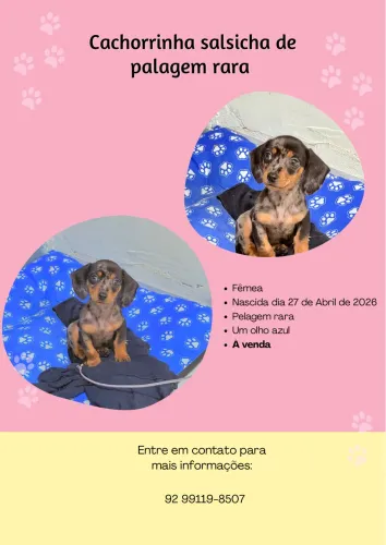 Dachshund Mofado