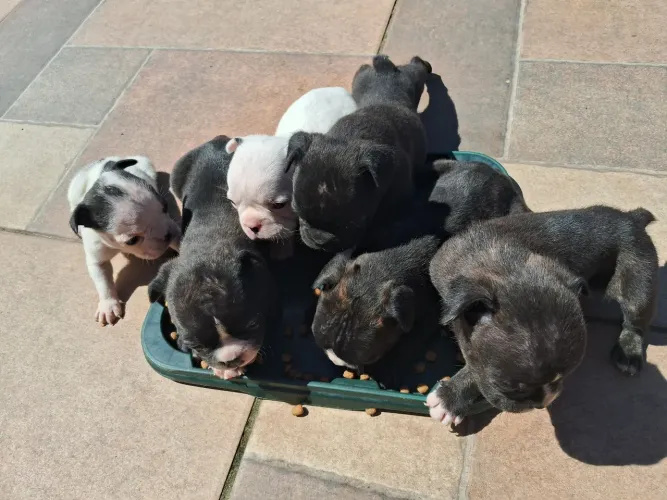 Filhotes buldogue francês