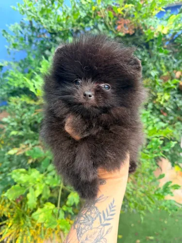 Lulu da pomerania