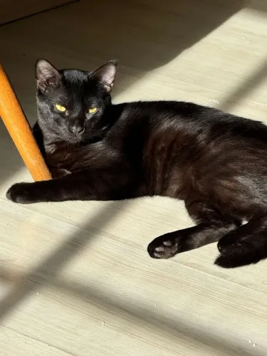 Gato Macho para doação