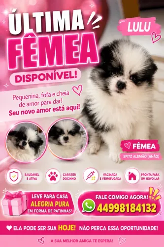 Spitz alemão