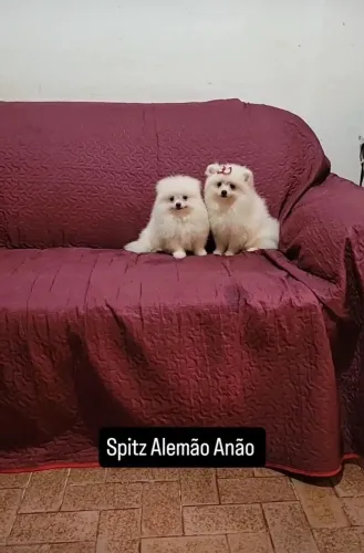 Procuras um MASCOTE? Valores diferentes entre macho e fêmea