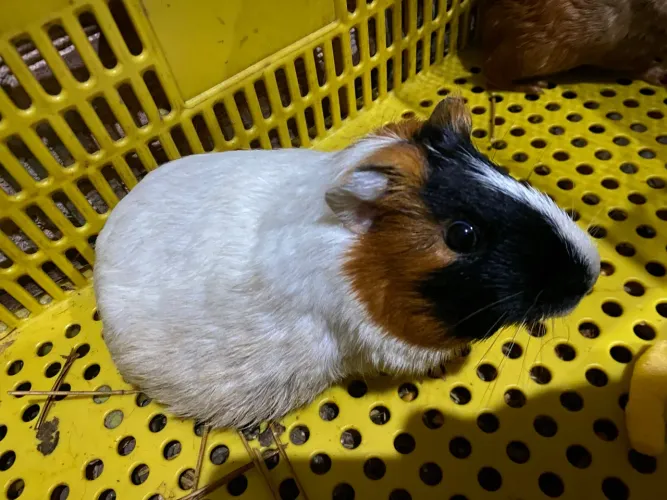 Porquinho da índia 