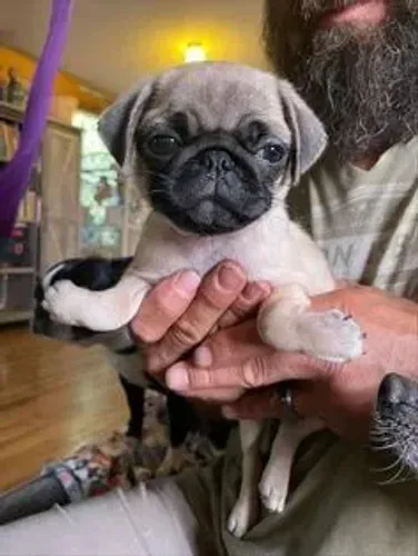 Pug Cachorrinho pronto para uma nova família