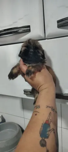 Vendo shiituz mine promoção femiha 900 macho 450