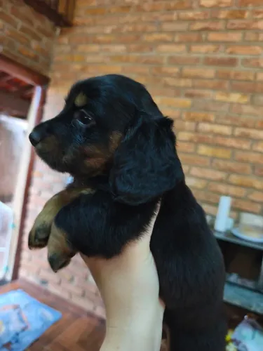 Filhote Basset pelo longo
