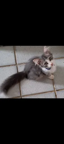 Adoção de lindo gatinho macho de 3 meses.