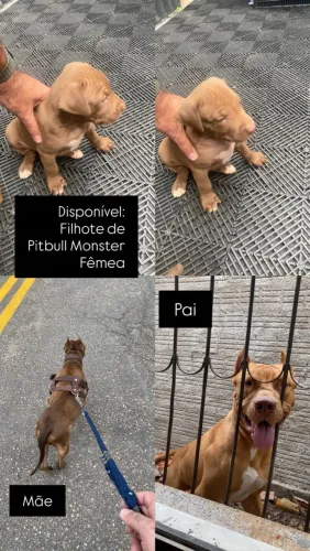 Filhote Pit monster
