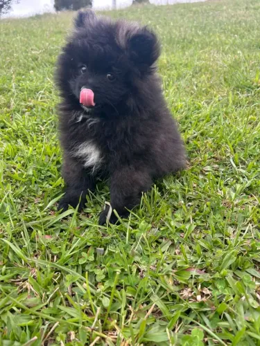 Lulu macho