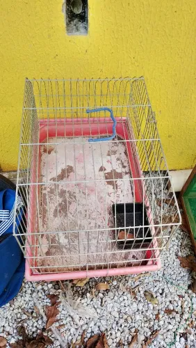 Gaiola para coelhos. Usada. Mas em boas condições.