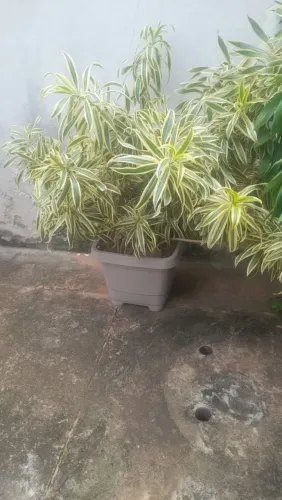 Planta Dracena com o jarro 50 a unidade