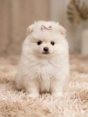 Spitz Alemão anão