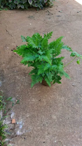 Samambaia rendada 
